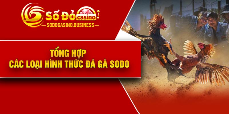 Tổng hợp các loại hình thức đá gà Sodo